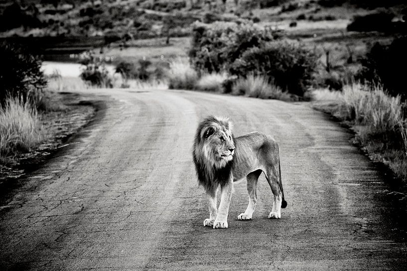 Mannetjesleeuw op zandweg in Afrika van Paul Piebinga