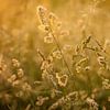 Getreide im goldenen Schein der untergehenden Sonne | Niederlande | Natur- und Landschaftsfotografie von Diana van Neck Photography