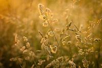 Grain in the golden glow of the setting sun | Netherlands | Nature-