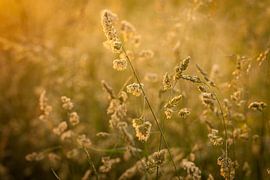 Grain in the golden glow of the setting sun | Netherlands | Nature- by Diana van Neck Photography