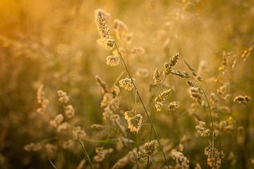 Graan in de gouden gloed van de ondergaande zon | Nederland | Natuur- van Diana van Neck Photography