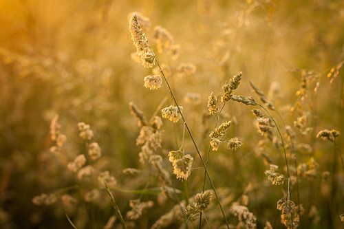 Graan in de gouden gloed van de ondergaande zon | Nederland | Natuur- van Diana van Neck Photography