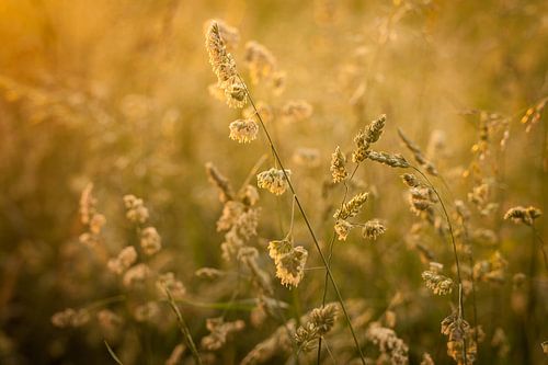 Graan in de gouden gloed van de ondergaande zon | Nederland | Natuur-