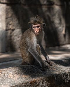 Makakenäffchen im Tempel in Sri Lanka