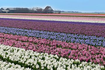Hyacintenvelden op het eiland Texel van christine b-b müller