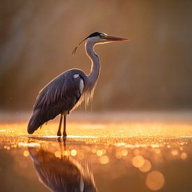 Héron cendré (Ardea cinerea) sur Christian Müringer