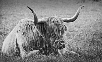 impressions of scotland - the highlander by Meleah Fotografie