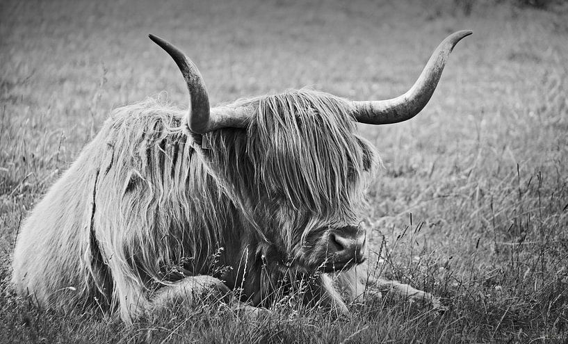 impressions of scotland - the highlander von Meleah Fotografie