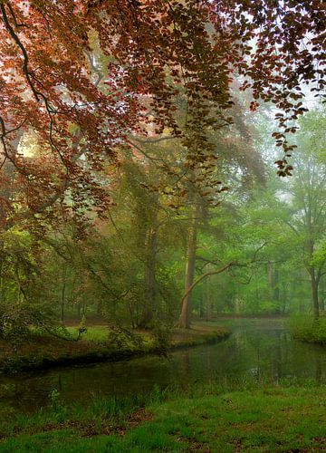 Het mooie Liesbos op een prachtige mistige lente ochtend.