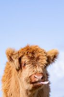Funny calf of Scottish Highlanders