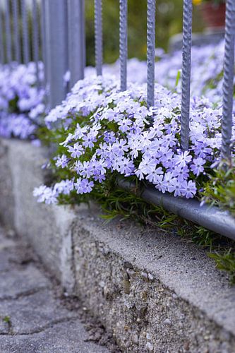 Lila Blüten am Wegesrand