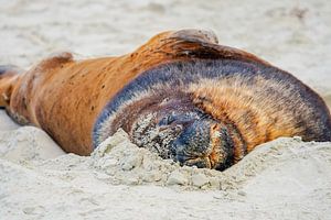 Seelöwe im Sand