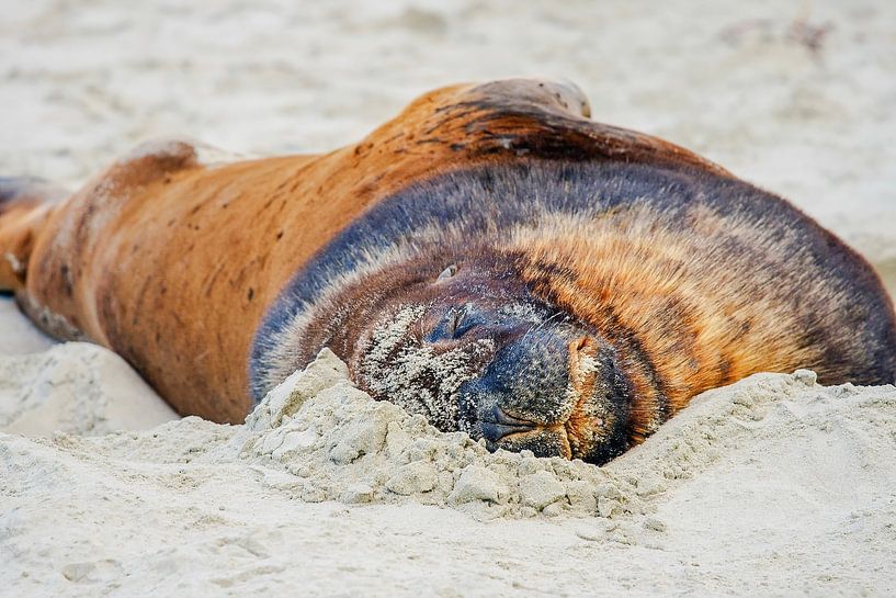 Lion de mer dans le sable par Patricia Hofmeester