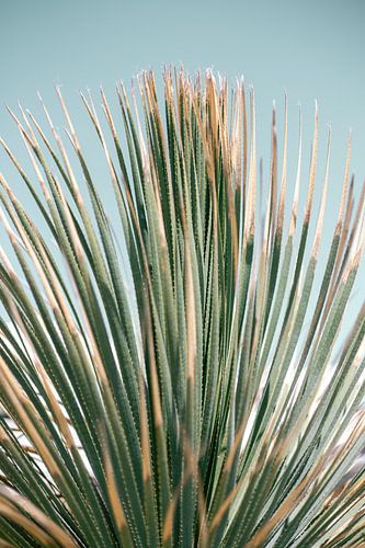 Botanique Grèce | Tirage photo nature | Photographie de voyage Europe