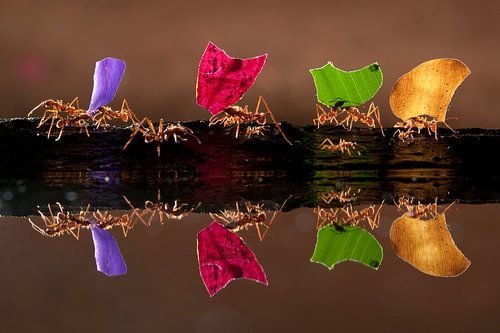 Fourmis coupeuses de feuilles courant dans la jungle du Costa Rica