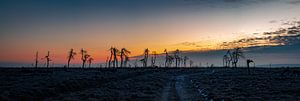 Skeleton Trees Pano van Stefan Bauwens Photography