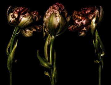 Drie Tulpen 2 van Henk Leijen