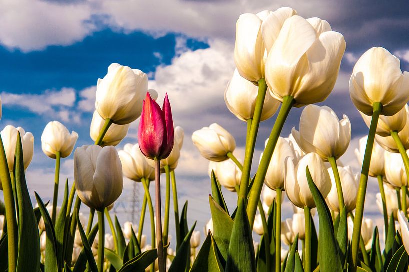 Tulips From Holland par Brian Morgan