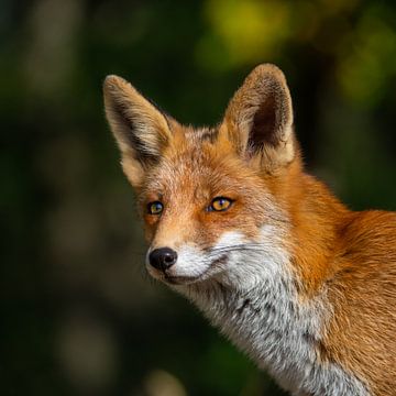 Fox in the Netherlands by Omega Fotografie