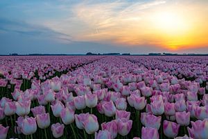 Sonnenuntergang über Tulpenfeld
