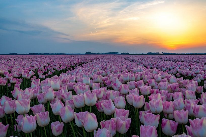 Sonnenuntergang über Tulpenfeld von Kok and Kok