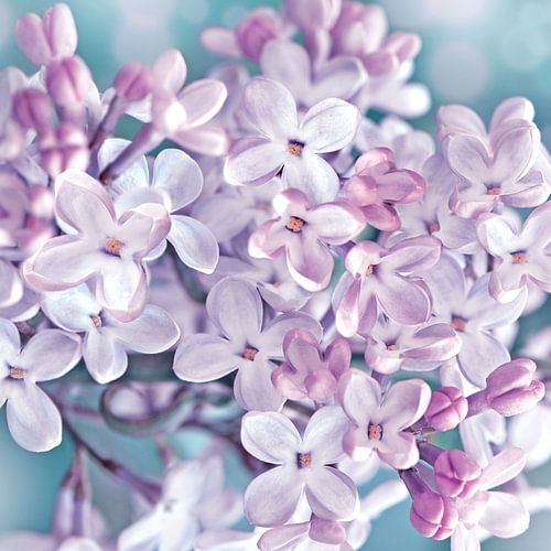 Flieder von Violetta Honkisz