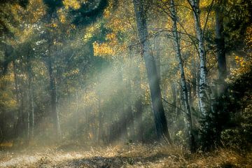 Zonneharpen in een magisch bos van Francis Dost