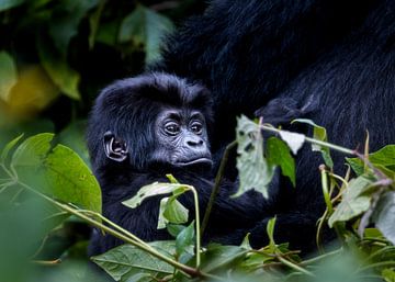 Baby Berg Gorilla Bwindi rainforest Uganda van Migiel Francissen