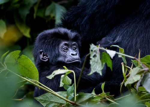 Baby Mountain Gorilla Bwindi rainforest Uganda