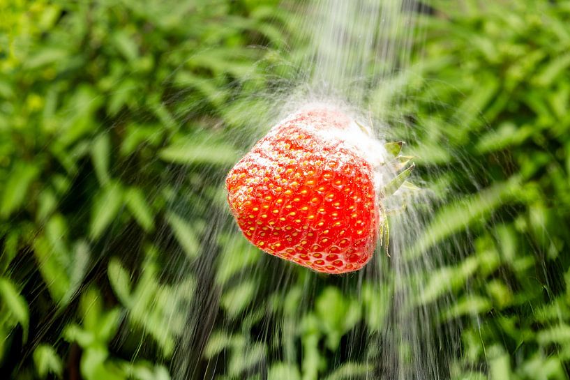 Fraise au sucre par Stefan Zwijsen