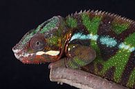 Panterkameleon (Furcifer pardalis) van Ronald Pol thumbnail