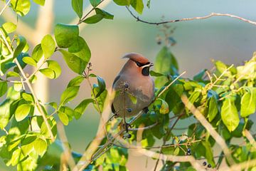 Pestvogel in Houten op zoek naar bessenstruiken. van Merijn Loch