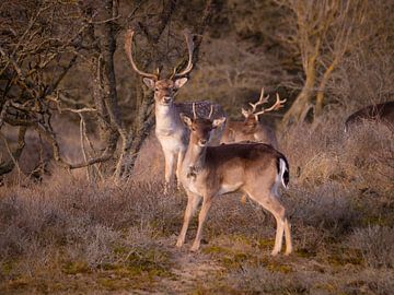 Damherten in de Amsterdamse Waterleidingduinen van Willemijn Wolthaus