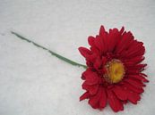 Blume im Schnee von Elsemieke Afman Miniaturansicht
