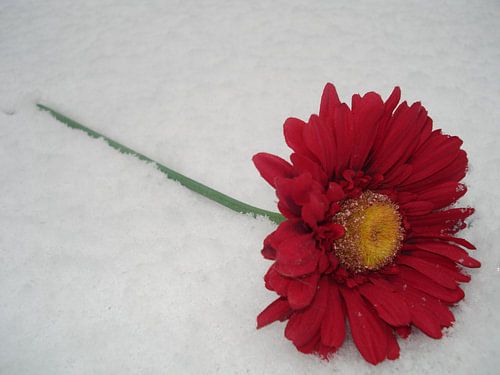 Flower in the snow