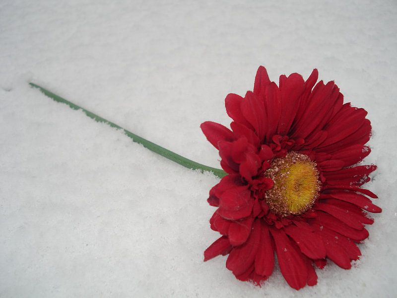 Blume im Schnee von Elsemieke Afman