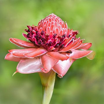 Tropical pink flower, torch flower by Rietje Bulthuis