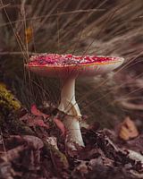 Mushroom Fly agaric