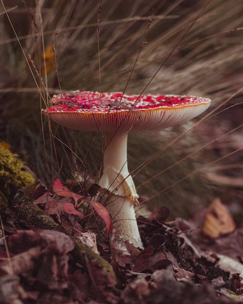 Mushroom Fly agaric by Jeroen Brasz