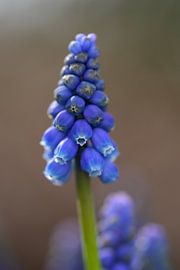 Blue grape by Wim Frank