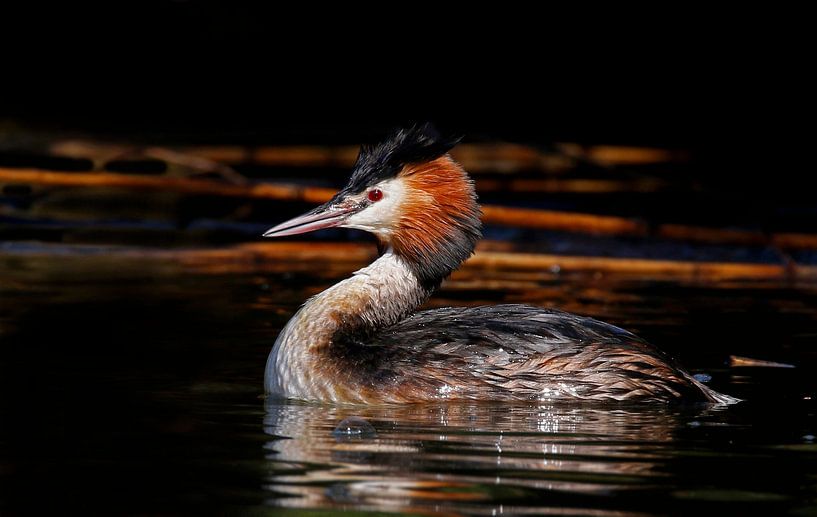 Fuut met bijpassend riet by Gejo Wassink