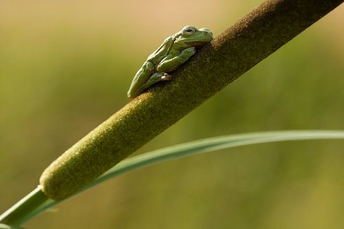Grenouille arboricole sur tige de roseau en vert