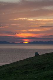 Sunset with sheep by Andrea Ooms