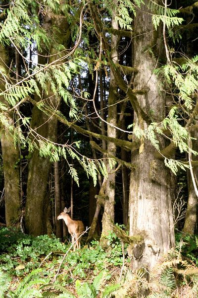 I spy, een ... ! by Karin Hendriks Fotografie