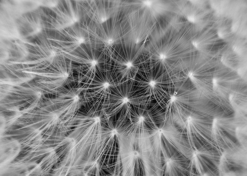 Pissenlit | Photo | Noir et blanc par Yvonne Warmerdam | Made to resonate