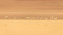 Springboks in an extraordinary landscape. by Gunter Nuyts