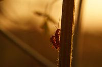 'Bloemetjes en de bijtjes'