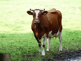 Een aandachtige koe by Eduard Camping