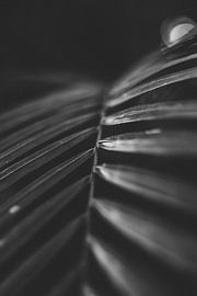 Kunst Botanischetuinen zwartwit planten van Ken Tempelers