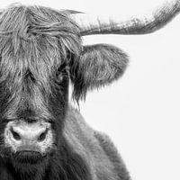 Schotse Hooglander